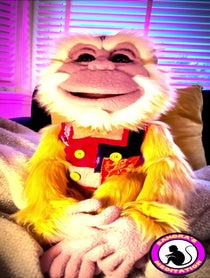 Poster for Other video from Jomo the Meditation Monkey
