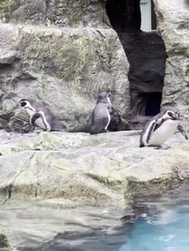 Poster for Birthday video from Brookfield Zoo Chicago