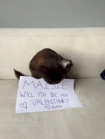 Poster for Other video from Bean