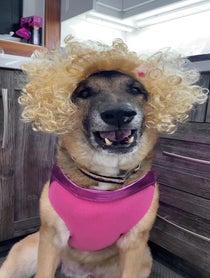 Poster for Birthday video from Django Smiles