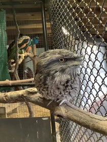 Poster for Pep Talk video from Darwin the Tawny Frogmouth