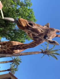 Poster for Other video from Giant Giraffe