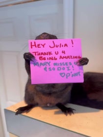 Poster for Other video from Peanut the Squirrel
