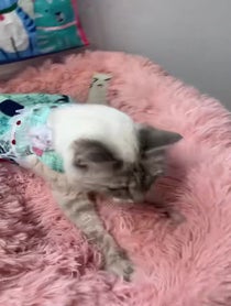 Poster for Birthday video from The Cattery Cat Shelter
