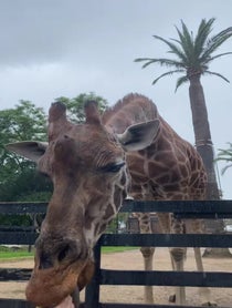 Poster for Pep Talk video from Giant Giraffe
