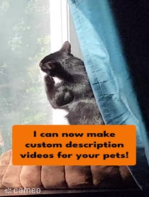 Poster for Intro video video from The Pawtistics