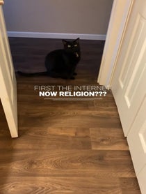 Poster for Other video from The Pawtistics