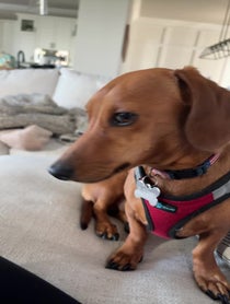 Poster for Birthday video from Barkley The Dog