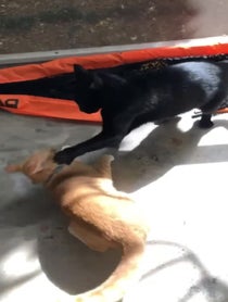 Poster for Other video from The Pawtistics