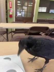 Poster for Valentine's Day video from Harriet the American Crow