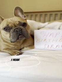 Poster for Birthday video from TJ the Frenchie