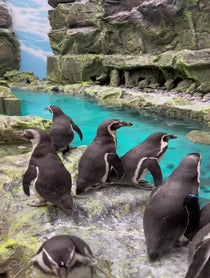 Poster for Valentine's Day video from Brookfield Zoo Chicago