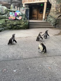 Poster for Valentine's Day video from Brookfield Zoo Chicago