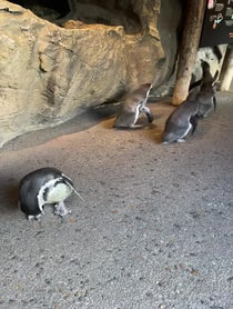 Poster for Valentine's Day video from Brookfield Zoo Chicago
