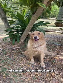 Poster for Send some love video from Stormy Golden Retriever