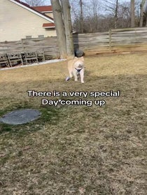 Poster for Valentine's Day video from Hershey Husky