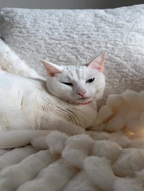 Poster for Gift video from The Khaleesi Cat
