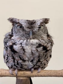 Poster for Birthday video from Owlfredo The Eastern Screech Owl