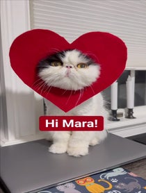 Poster for Valentine's Day video from Walter Bishop the Cat