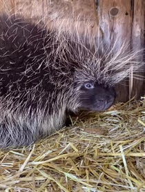 Poster for Valentine's Day video from Porcupines at Stone Zoo