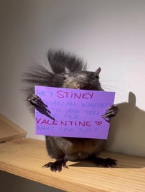 Poster for Valentine's Day video from Peanut the Squirrel