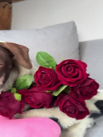 Poster for Valentine's Day video from Pop Sausage