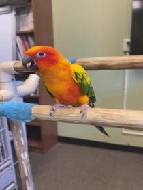 Poster for Birthday video from Lucy the Sun Conure