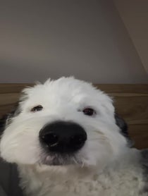 Poster for Valentine's Day video from Dougy the Sheepadoodle