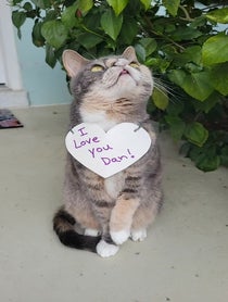 Poster for Valentine's Day video from Willow The Beautiful Cat