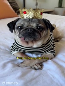 Poster for Intro video video from Doug The Pug