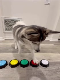 Poster for Other video from Sapphie the Pomsky