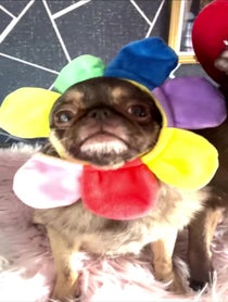 Poster for Send some love video from KingChilliThePug
