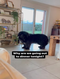 Poster for Birthday video from Carl the Mountain Dog & Steve the Newfie