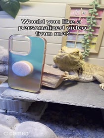 Poster for Intro video video from Chuck the Bearded Dragon