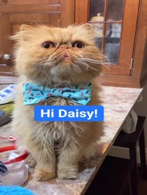 Poster for Birthday video from Walter Bishop the Cat