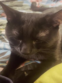 Poster for Other video from Waffles The Bootiful black cat