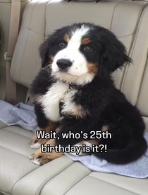 Poster for Birthday video from Carl the Mountain Dog & Steve the Newfie