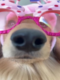 Poster for Birthday video from Noodle and Tilde