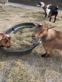 Poster for Birthday video from Goats