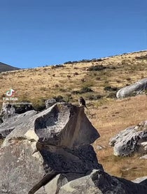 Poster for Birthday video from Nature Fellow