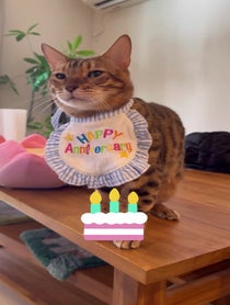 Poster for Birthday video from にゃんたまHOUSE