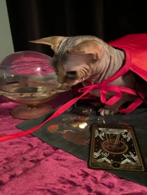 Poster for Tarot reading video from Mochi the psychic cat
