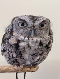 Poster for Birthday video from Owlfredo The Eastern Screech Owl