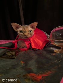 Poster for Intro video video from Mochi the psychic cat