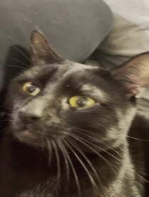 Poster for Birthday video from Waffles The Bootiful black cat