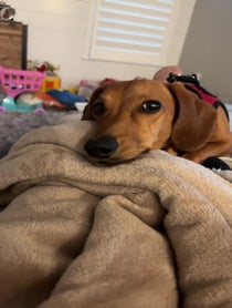 Poster for Other video from Barkley The Dog