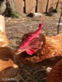 Poster for Intro video video from Lily + the Gang (Chickens)