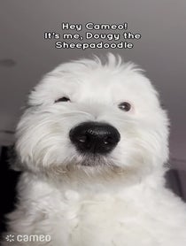 Poster for Intro video video from Dougy the Sheepadoodle