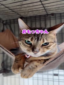 Poster for Pep Talk video from にゃんたまHOUSE