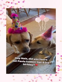Poster for Birthday video from Joy of Willow and Nala
